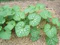 winter squash 